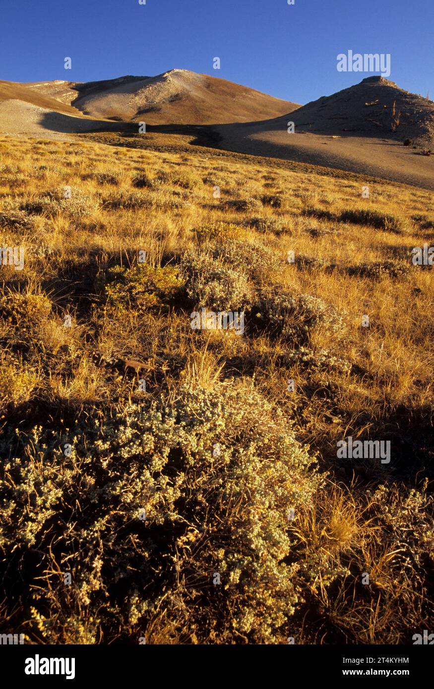 Paesaggio alpino vicino al Patriarch Grove, all'antica foresta di pini Bristlecone, all'antica Bristlecone National Scenic Byway, alla Inyo National Forest, California Foto Stock