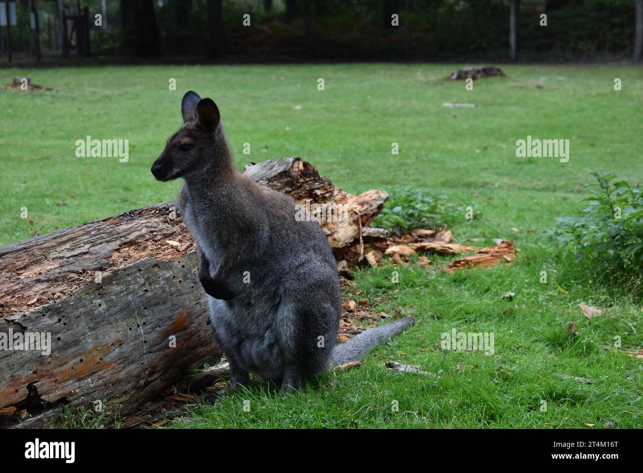 Il Bennett's Wallaby Foto Stock