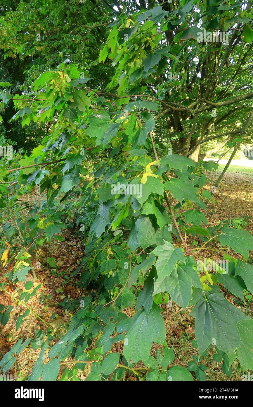 Frutti e foglie verdi dell'albero di Sycamore Foto Stock