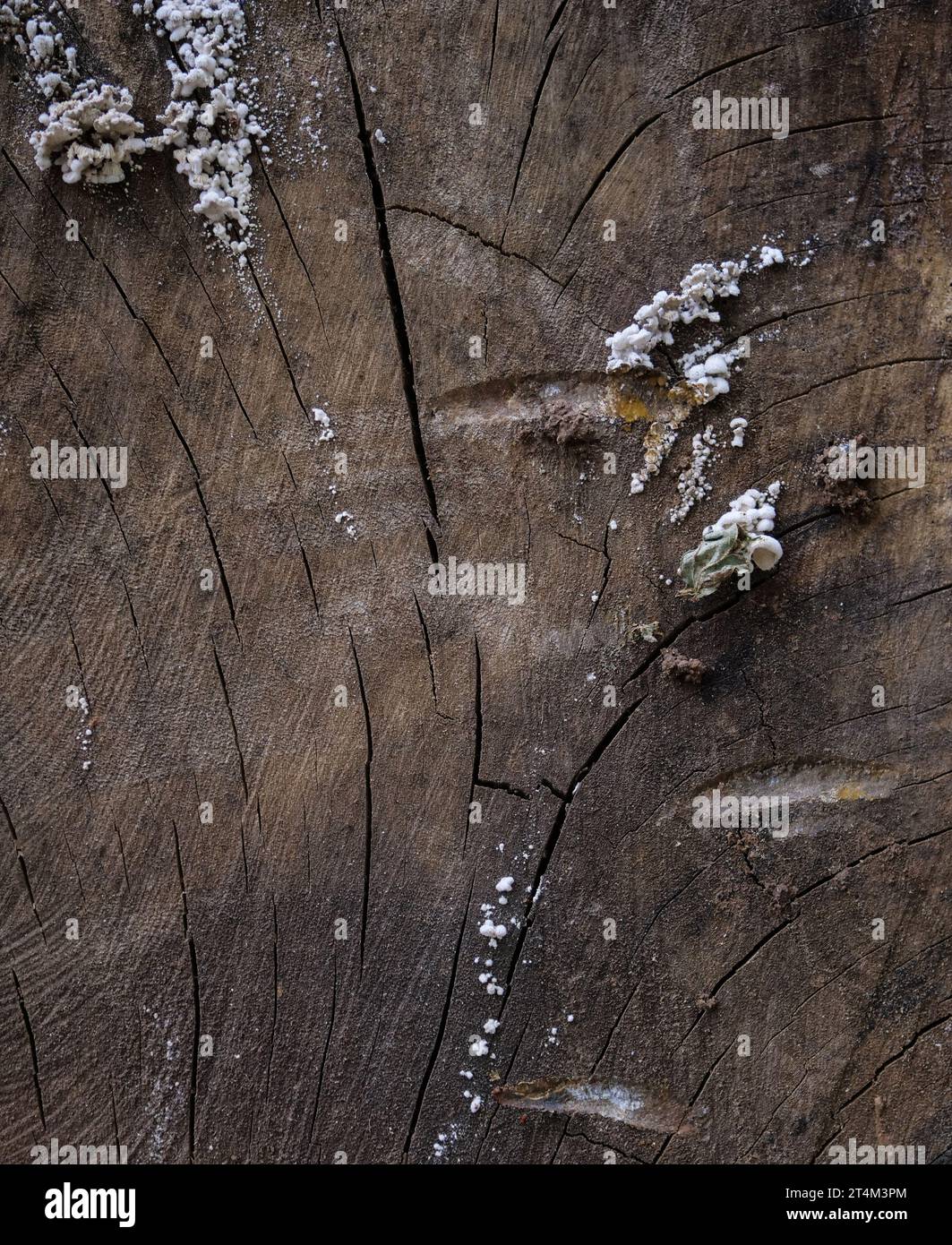 teture di legno riempite di fungo Foto Stock