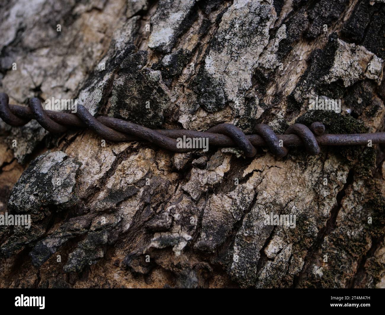 teture di legno riempite di fungo Foto Stock