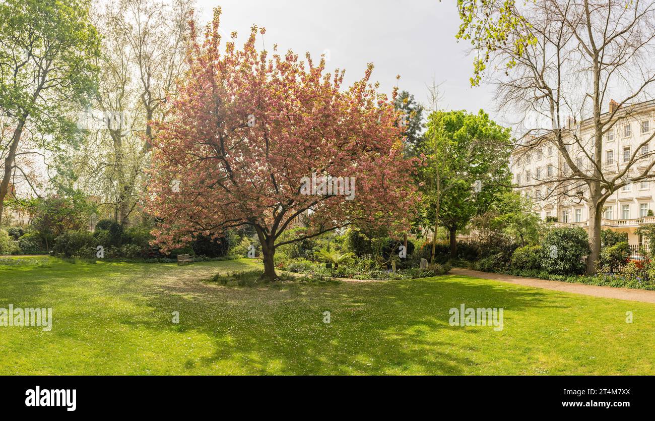 Albero di ciliegio idillico in fiore, macchiato nel distretto di Pimlico di Londra, Inghilterra, Regno Unito Foto Stock