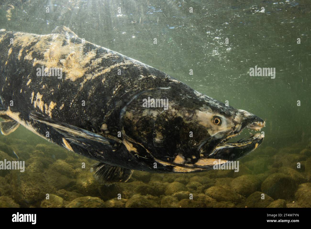 Salmone Chinook (Oncorhynchus tshawytscha) una specie minacciata in California, la loro corsa li porta a monte in acqua dolce dove vengono riprodotti e muoiono. Foto Stock Salmone Chinook (Oncorhynchus tshawytscha) una specie minacciata in California, la loro corsa li porta a monte in acqua dolce dove vengono riprodotti e muoiono. Foto Stock