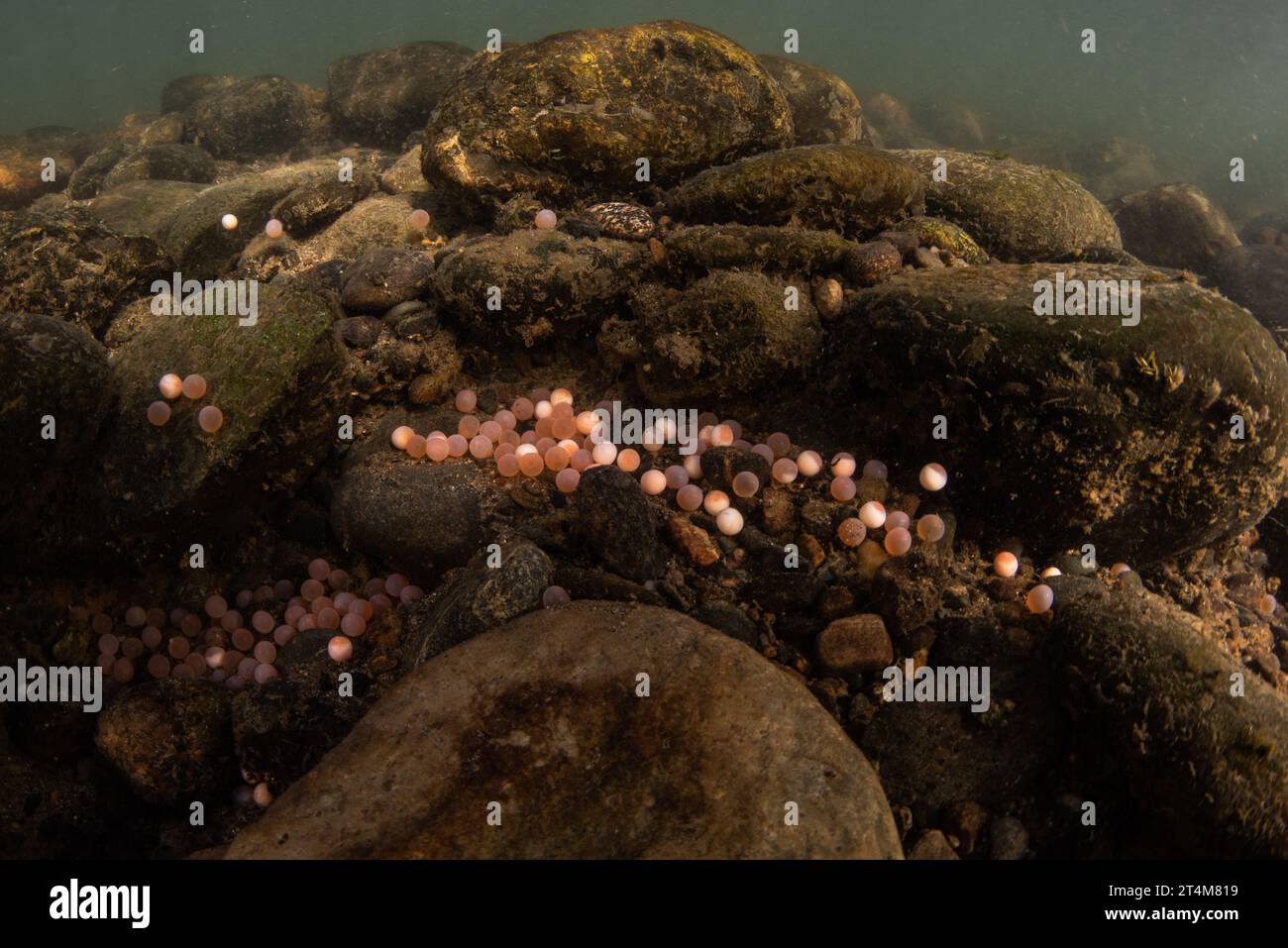 Le uova di un salmone Chinook (Oncorhynchus tshawytscha) sul letto del fiume durante la corsa del salmone del pacifico in California. Foto Stock