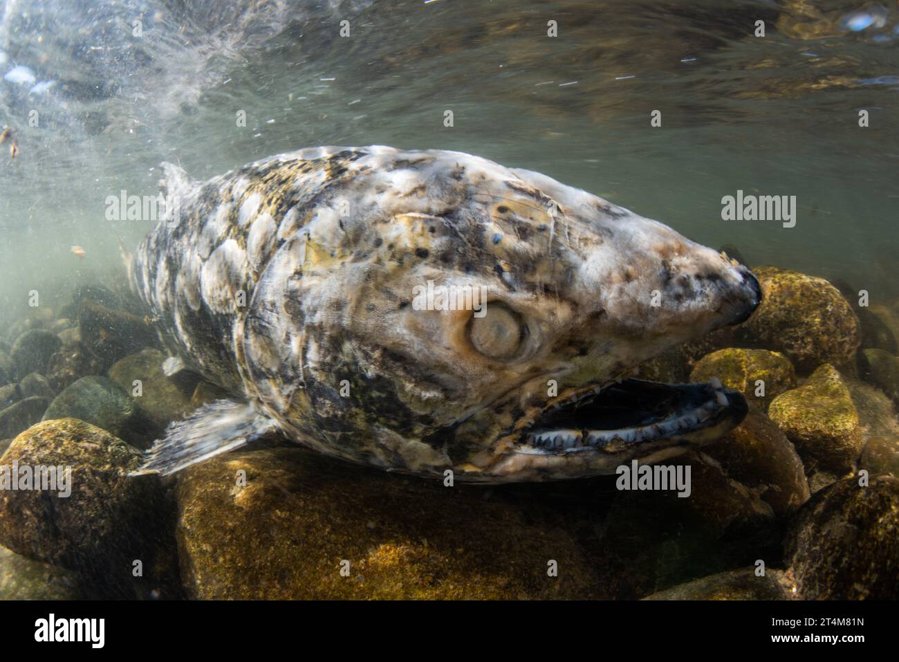 Salmone Chinook morente (Oncorhynchus tshawytscha), questi pesci muoiono dopo essere migrati in acqua dolce e aver riprodotto le uova per completare il loro ciclo di vita. Foto Stock