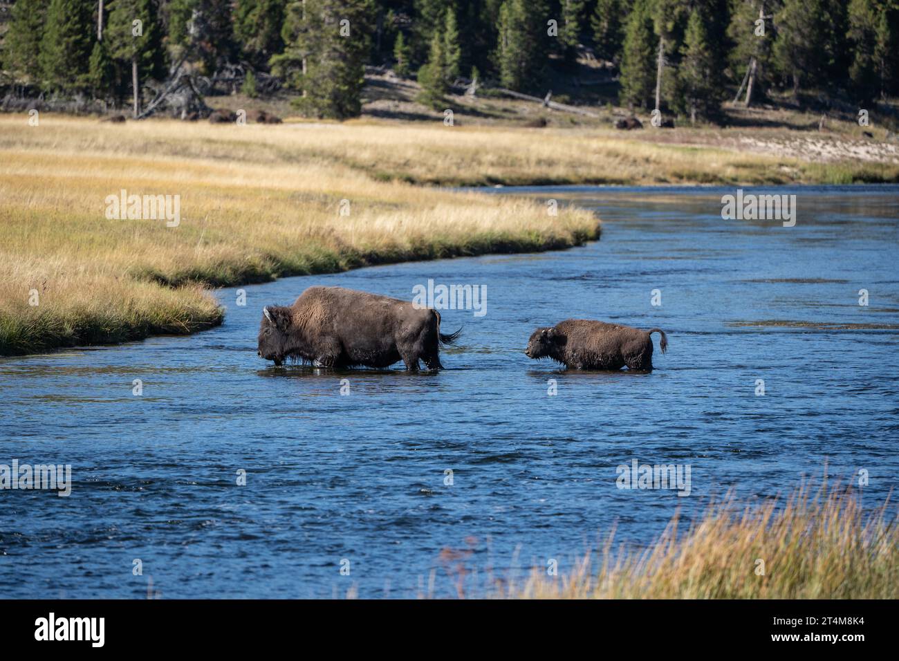 Adulto Bison che conduce un giovane bisonte attraverso il fiume Firehole nel parco nazionale di Yellowstone Foto Stock