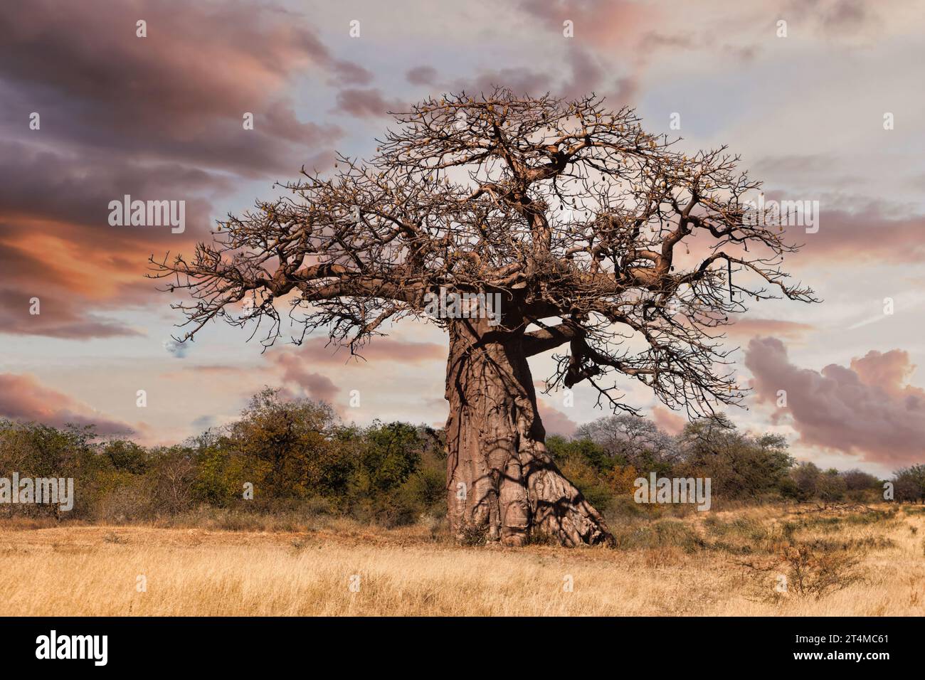 vecchio albero di baobab nella savana africana al tramonto, alberi di acacia cespugli sullo sfondo Foto Stock