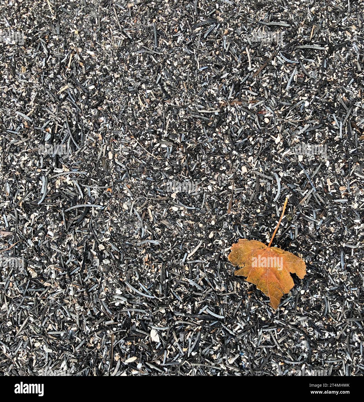 Singola foglia d'arancio su letto di cenere di pino su un pavimento forestale a seguito di un incendio boschivo nel colorado 2020. Foto Stock