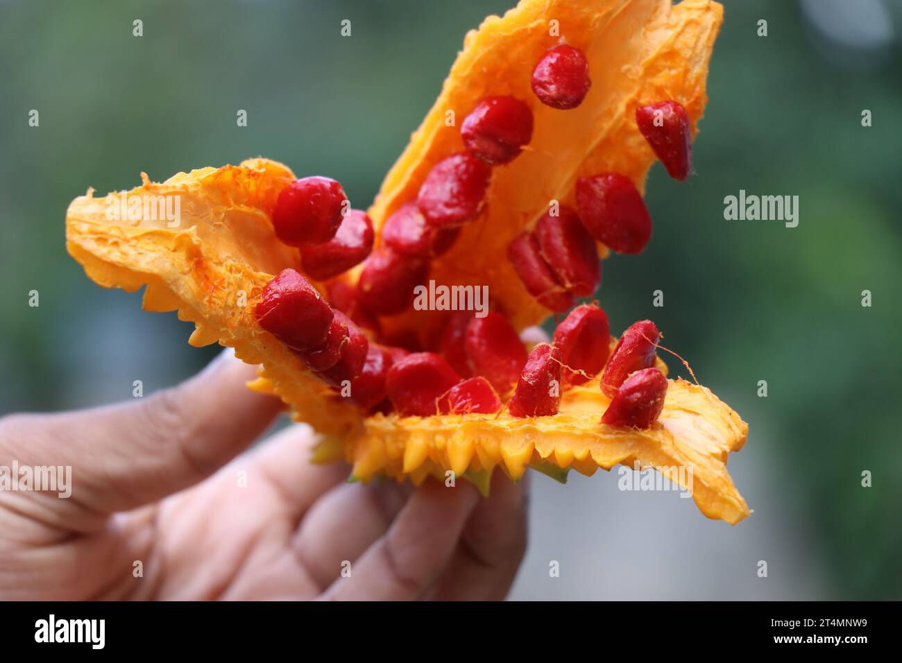 Vista dei semi da una zucca amara matura o da un melone amaro Foto Stock