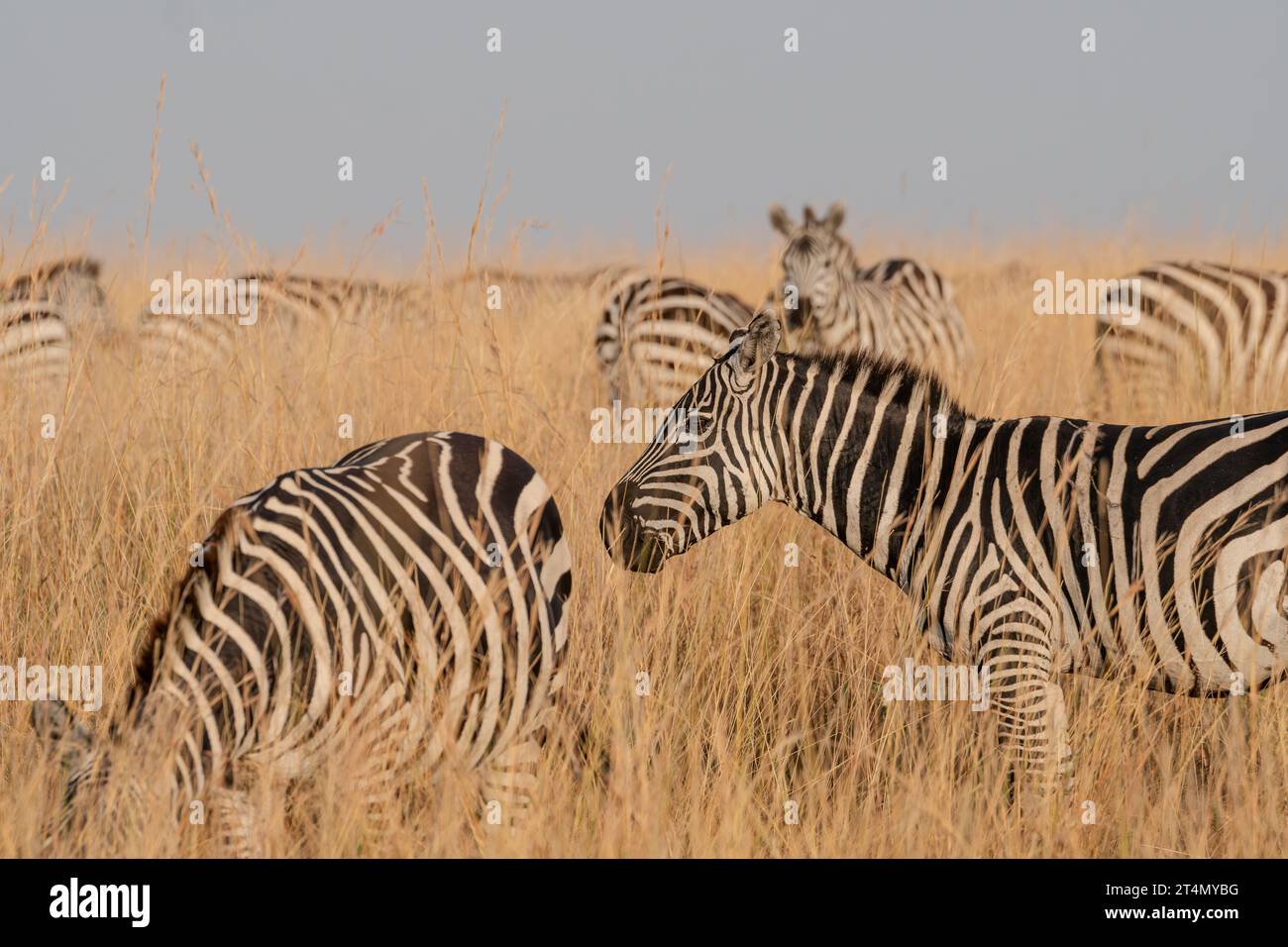Zebre a Masai Mara, Nairobi, Amboseli, Kenya, Africa Foto Stock