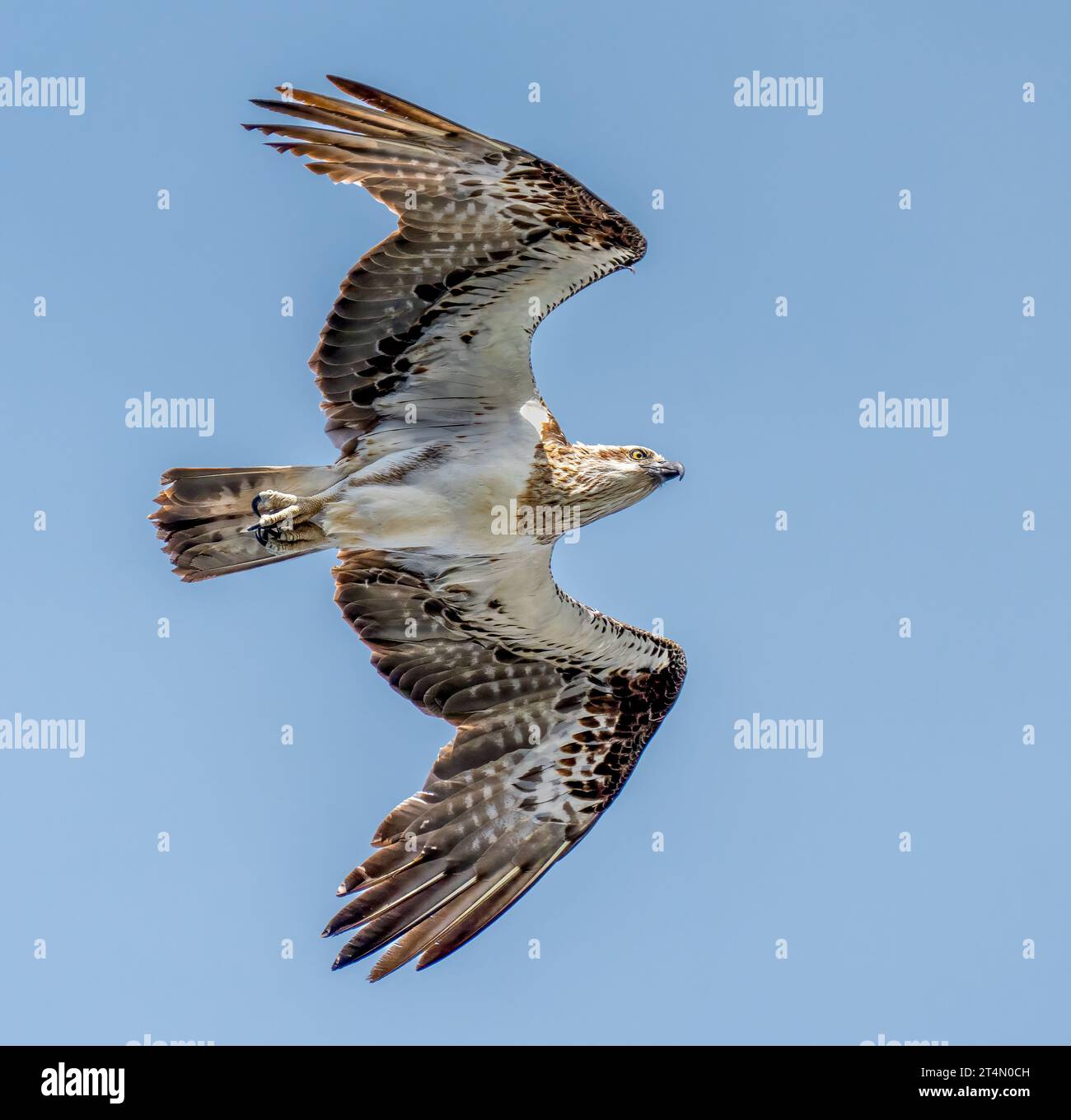 Un Osprey orientale in volo contro un cielo azzurro Foto Stock