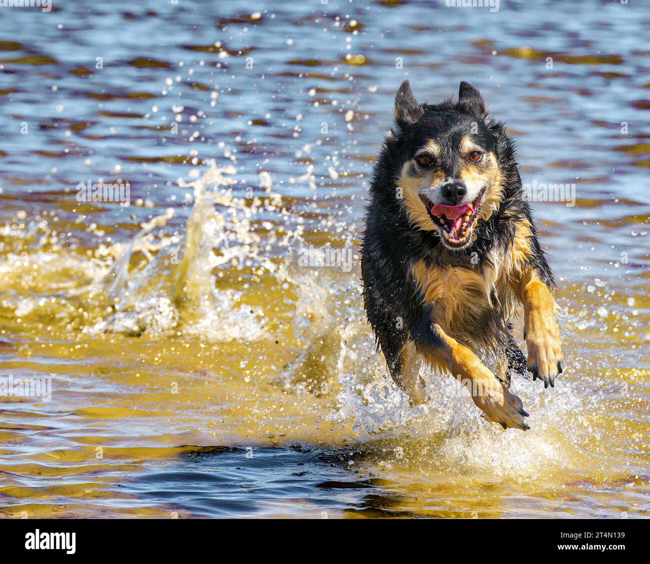 Una giovane Kelpie si aggira nell'acqua Foto Stock