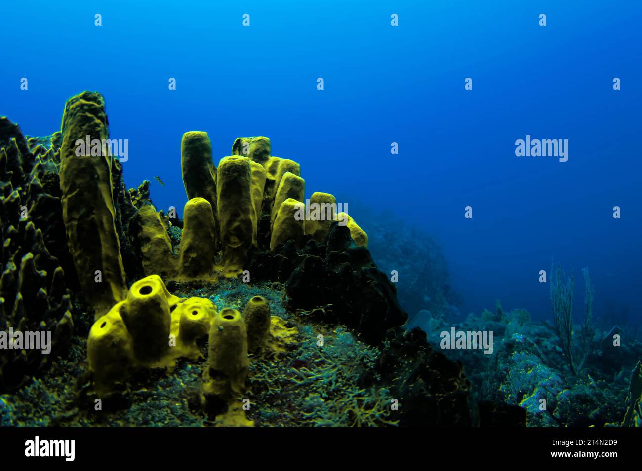 Il bellissimo giallo della spugna tubolare gialla (Aplysina fistularis) contrasta piacevolmente con l'azzurro del mare. Foto Stock