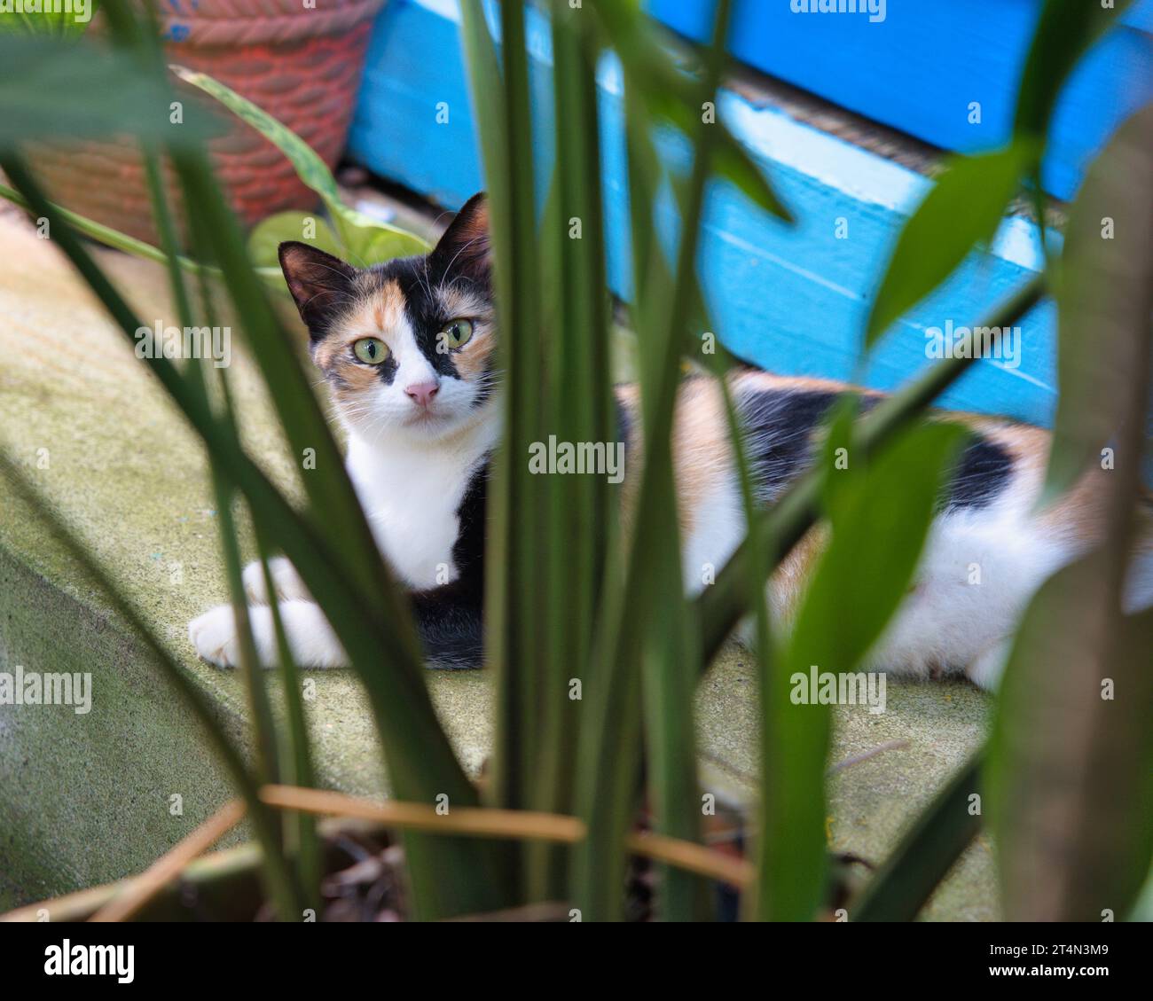 Bellissimo gatto calico, gatto multicolore che poggia sul gradino dietro i fiori che fissa la fotocamera Foto Stock