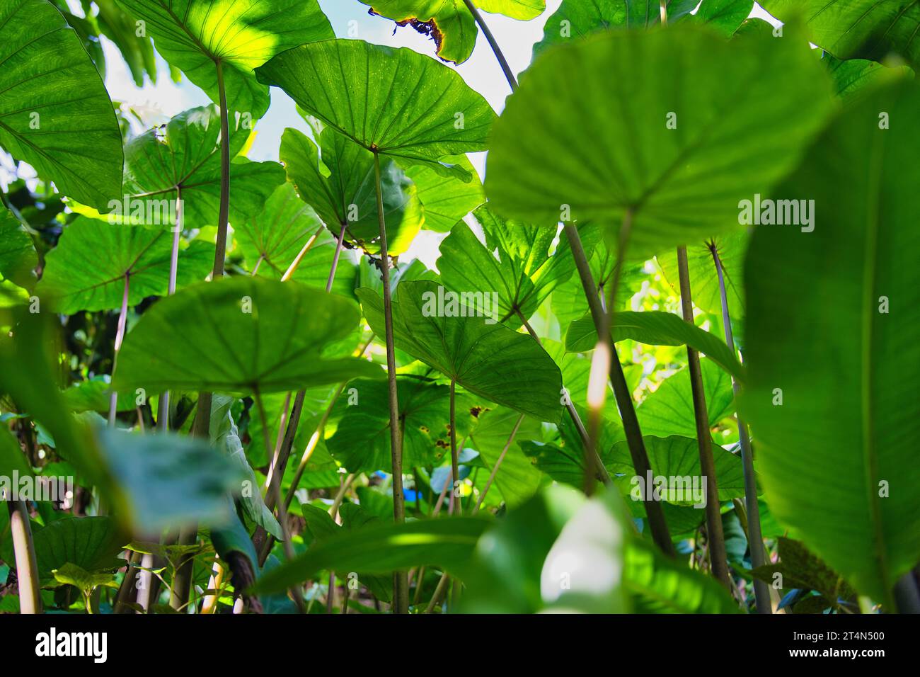 Il colpo di taro con angolazione bassa è una radice vegetale. È la specie più coltivata di diverse piante della famiglia delle Araceae, Mahe Seychelles Foto Stock