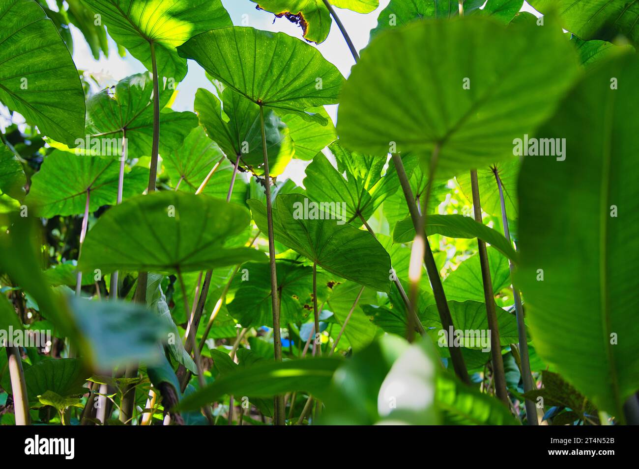Il colpo di taro con angolazione bassa è una radice vegetale. È la specie più coltivata di diverse piante della famiglia delle Araceae, Mahe Seychelles Foto Stock