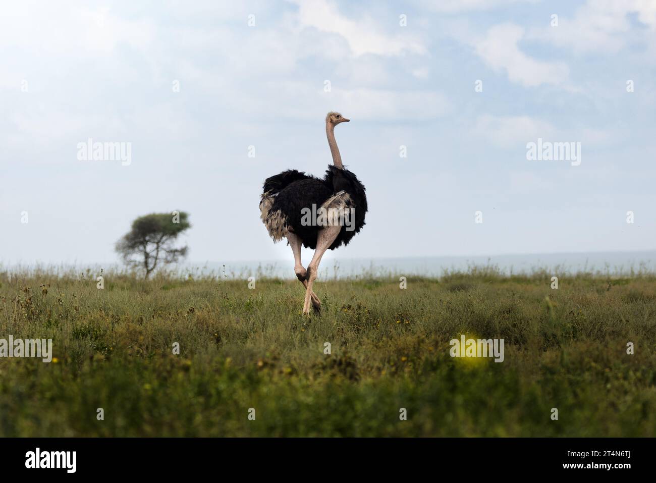 Struzzo africano selvatico di grandi dimensioni nella savana nel Parco nazionale del Serengeti, Tanzania, Africa Foto Stock