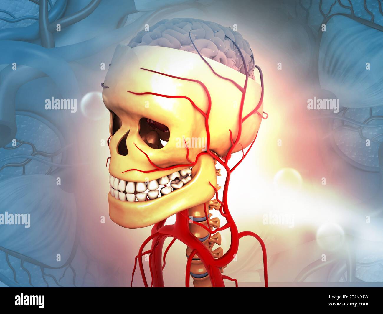 Anatomia della testa umana su sfondo medico. rendering 3d. Foto Stock