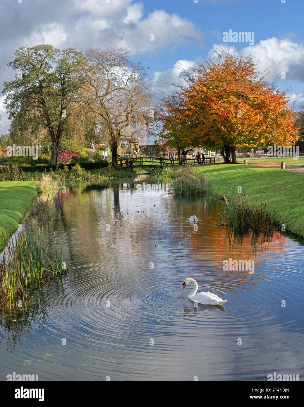 Cigni sul fiume con alberi dai colori autunnali a Hever Castle, Edenbridge, Kent, Regno Unito Foto Stock