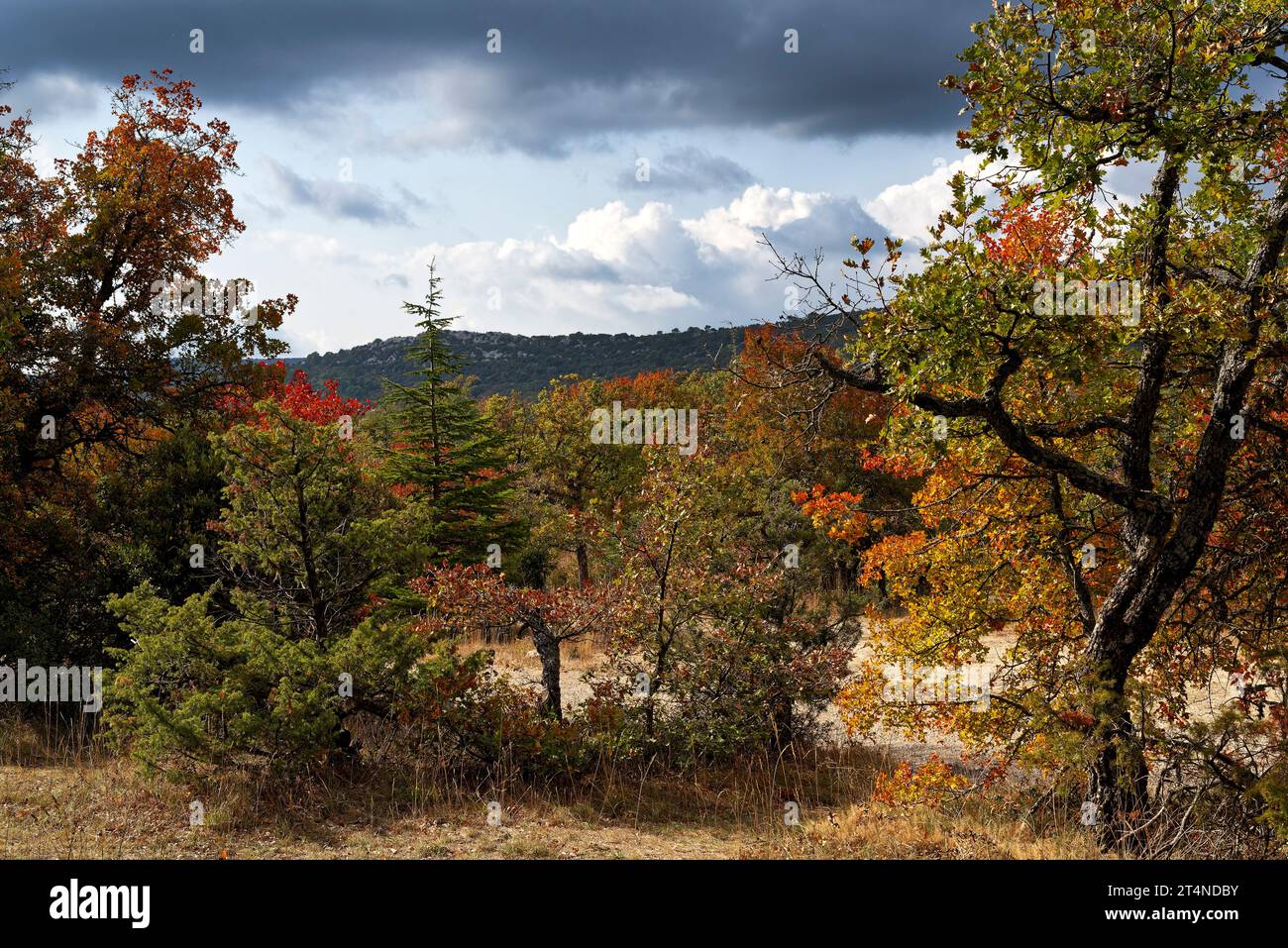 Scena della foresta autunnale nella Sainte Baume a Gemenos Bouches-du-Rhône e plan d'Aups var - Scène de Forêt automnale dans la Sainte Baume Foto Stock