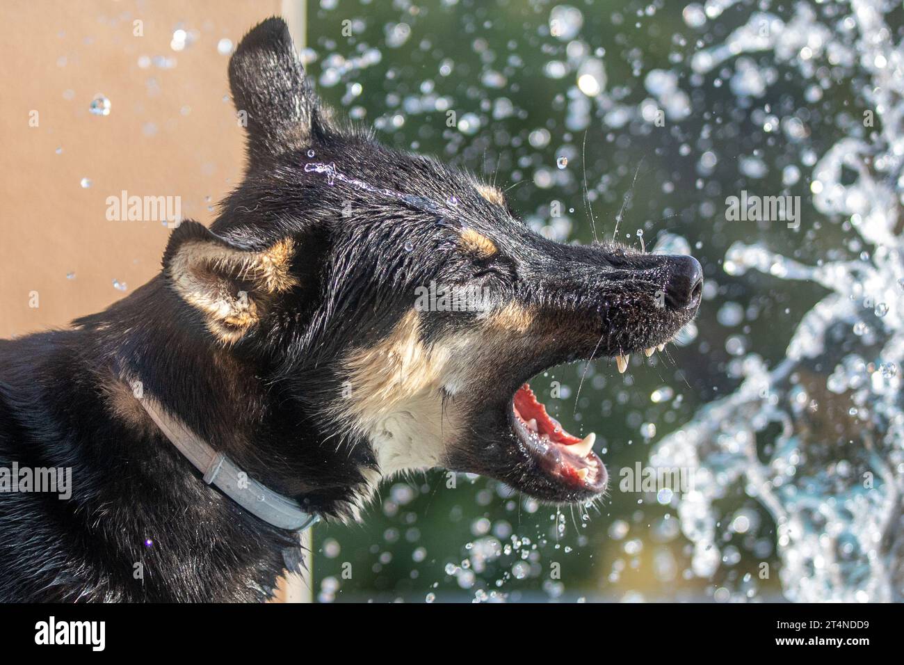 Cane che gioca con l'acqua. Il cane è un belusco, che è un mix tra husky e belgium shepard. Foto Stock