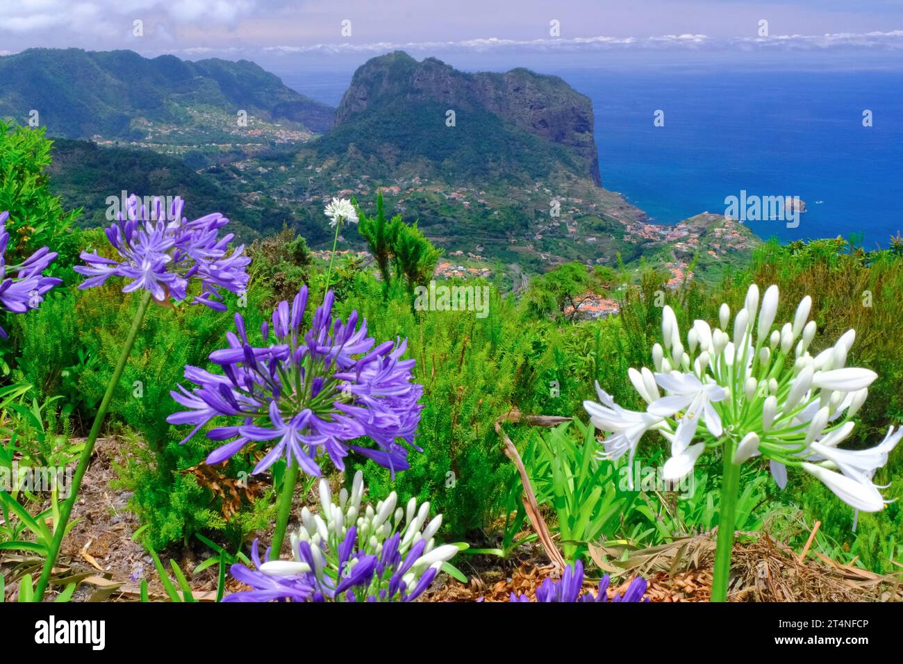 Eagle Rock 590 m, Penha de Aguila, Gigli africani del nilo (Agapanthus) porta da Cruz, lato nord, Isola di Madeira, Oceano Atlantico, Costa Foto Stock