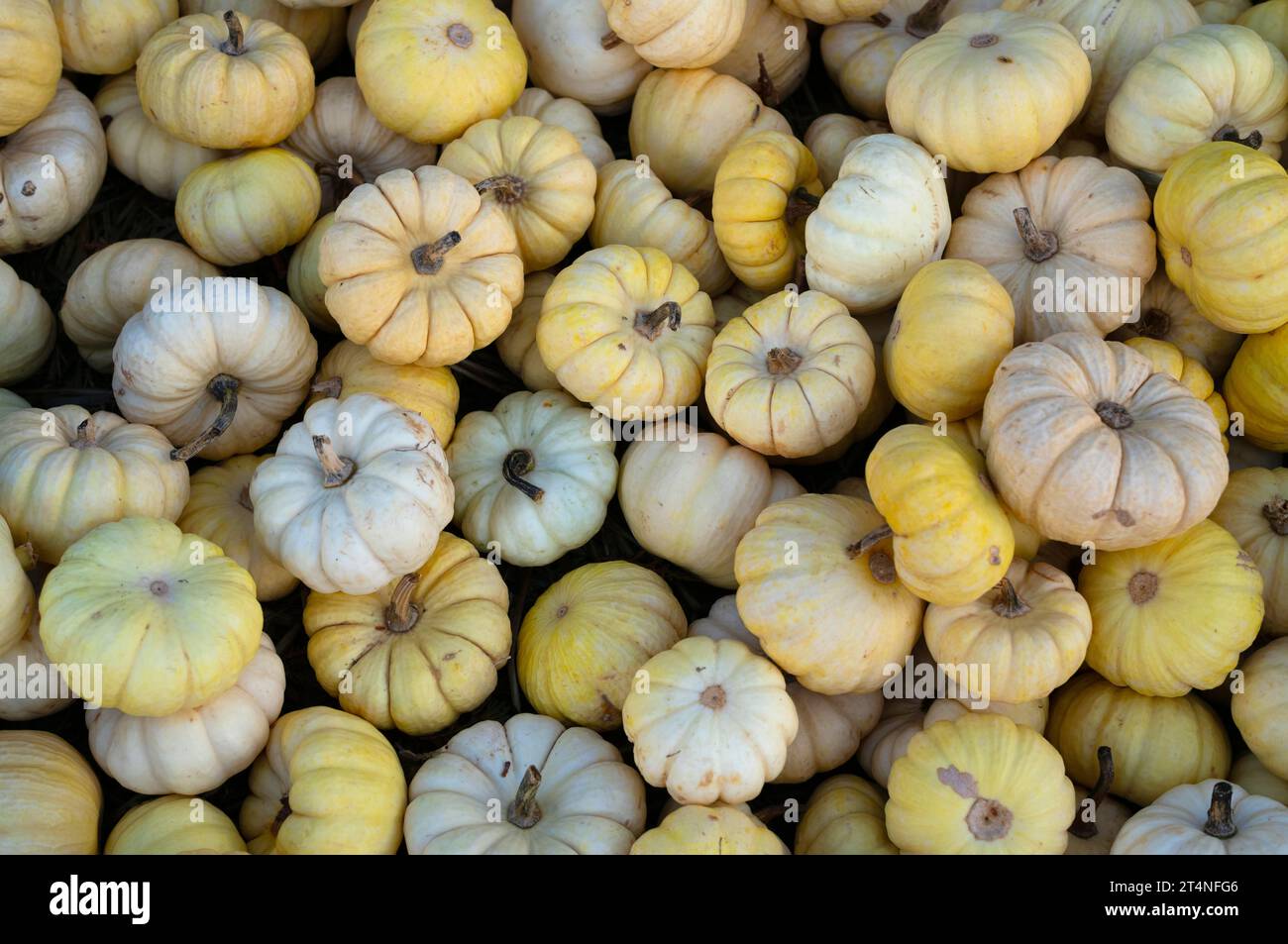 Zucche, piccola varietà nera, esposizione, bancarelle di mercato, negozio agricolo, vendite dirette, Stoccarda, Baden-Wuerttemberg, Germania Foto Stock