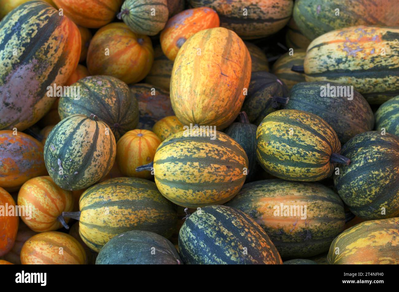 Zucche, varietà di spaghetti squash, esposizione, bancarelle di mercato, negozio agricolo, vendite dirette, Stoccarda, Baden-Wuerttemberg, Germania Foto Stock