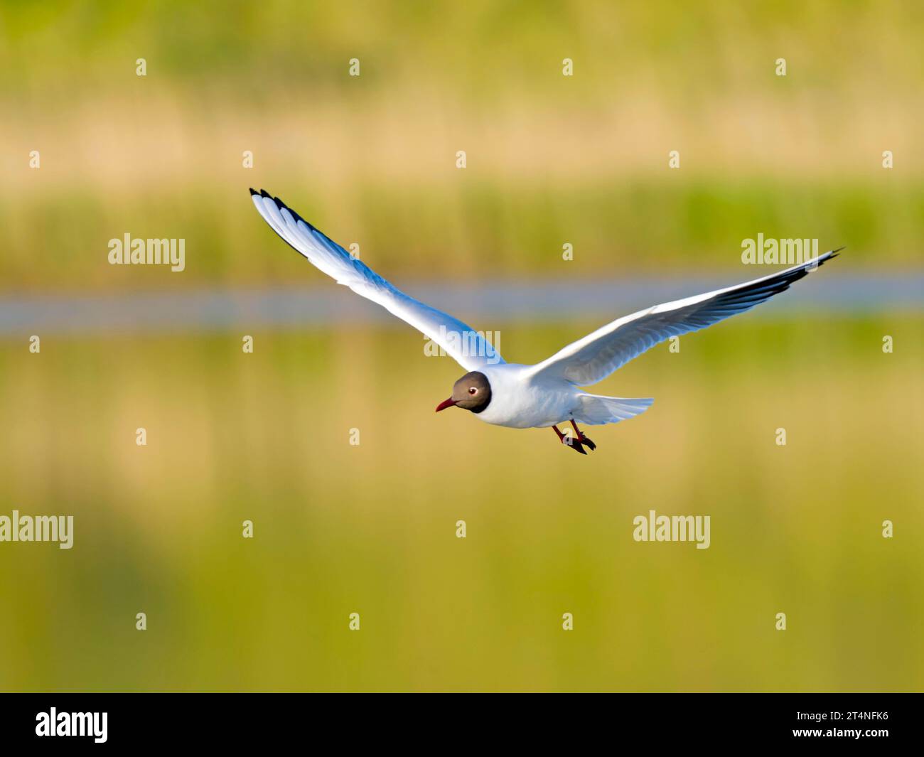 Gull dalla testa nera (Chroicocephalus ridibundus), in volo, Isola di Texel, Paesi Bassi Foto Stock