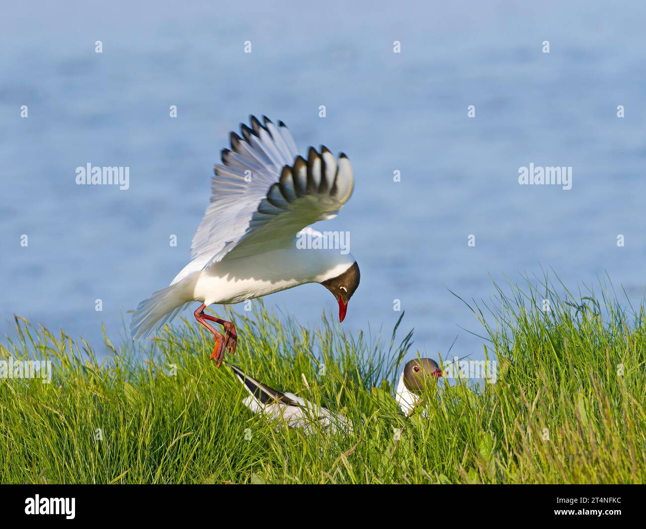 Gull dalla testa nera (Chroicocephalus ridibundus), che vola sopra il nido, Texel Island, Paesi Bassi Foto Stock