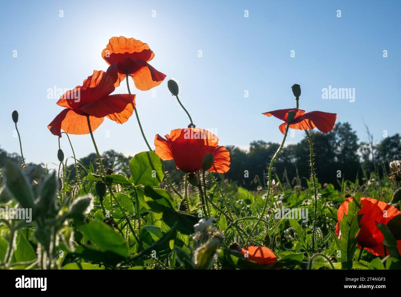 Campo di papaveri rossi, retroilluminazione e cielo azzurro in estate Foto Stock