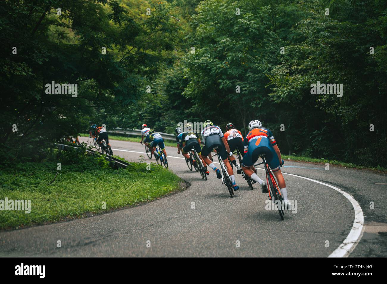 In discesa in una gara di ciclismo professionale. Atleti in verde natura estiva su strada Foto Stock