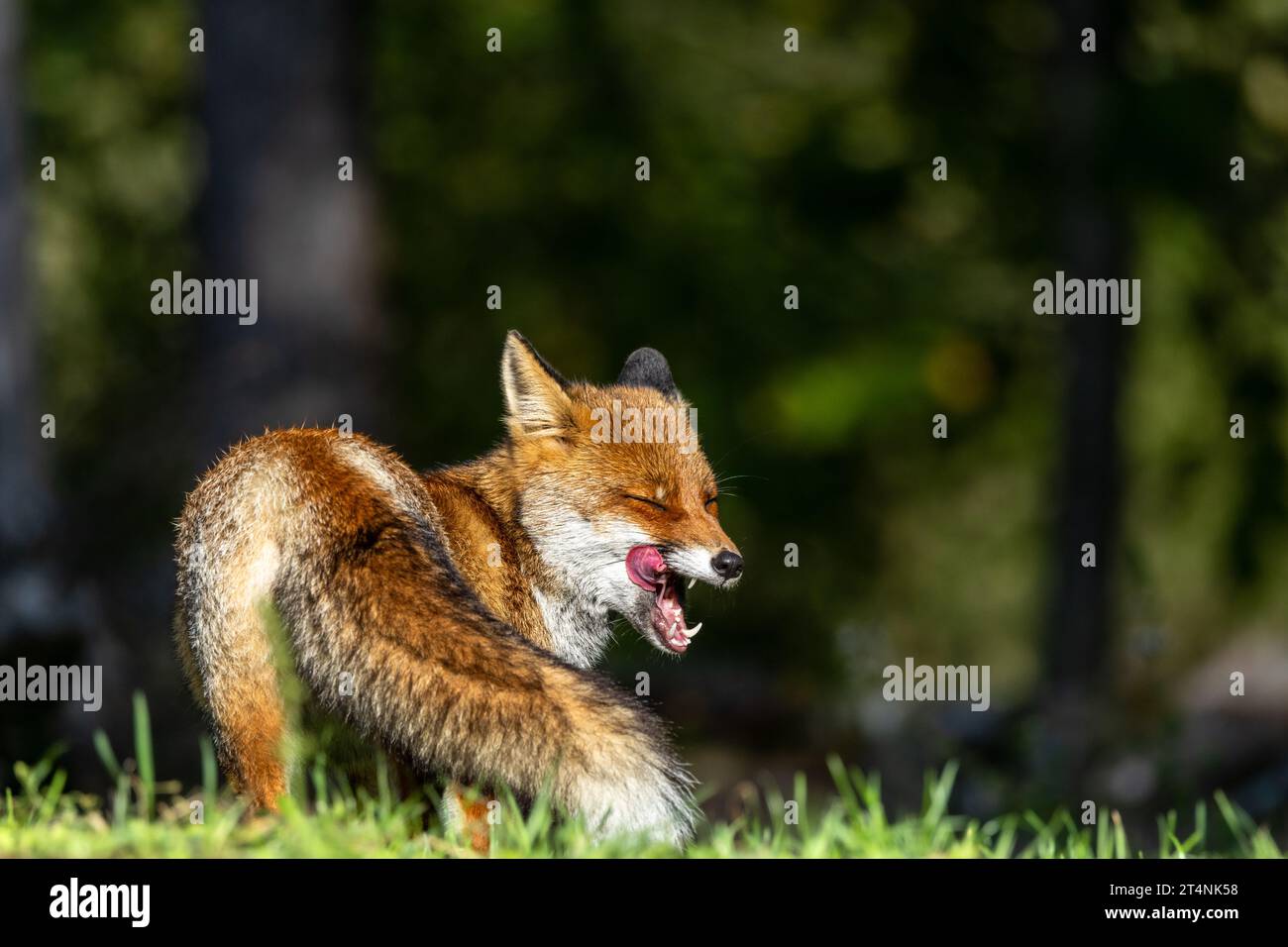 La volpe rossa e le sfumature dell'autunno Foto Stock