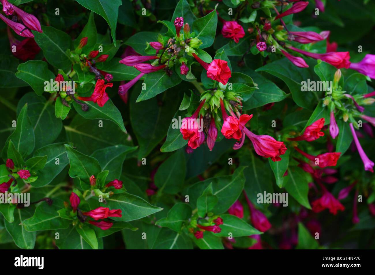 Rosso quattro o'clock fiore (Mirabilis Jalapa) macro colpo. Mirabilis jalapa, il miracolo del Perù o un fiore di orologio a quattro, è il più comune ornamentale Foto Stock