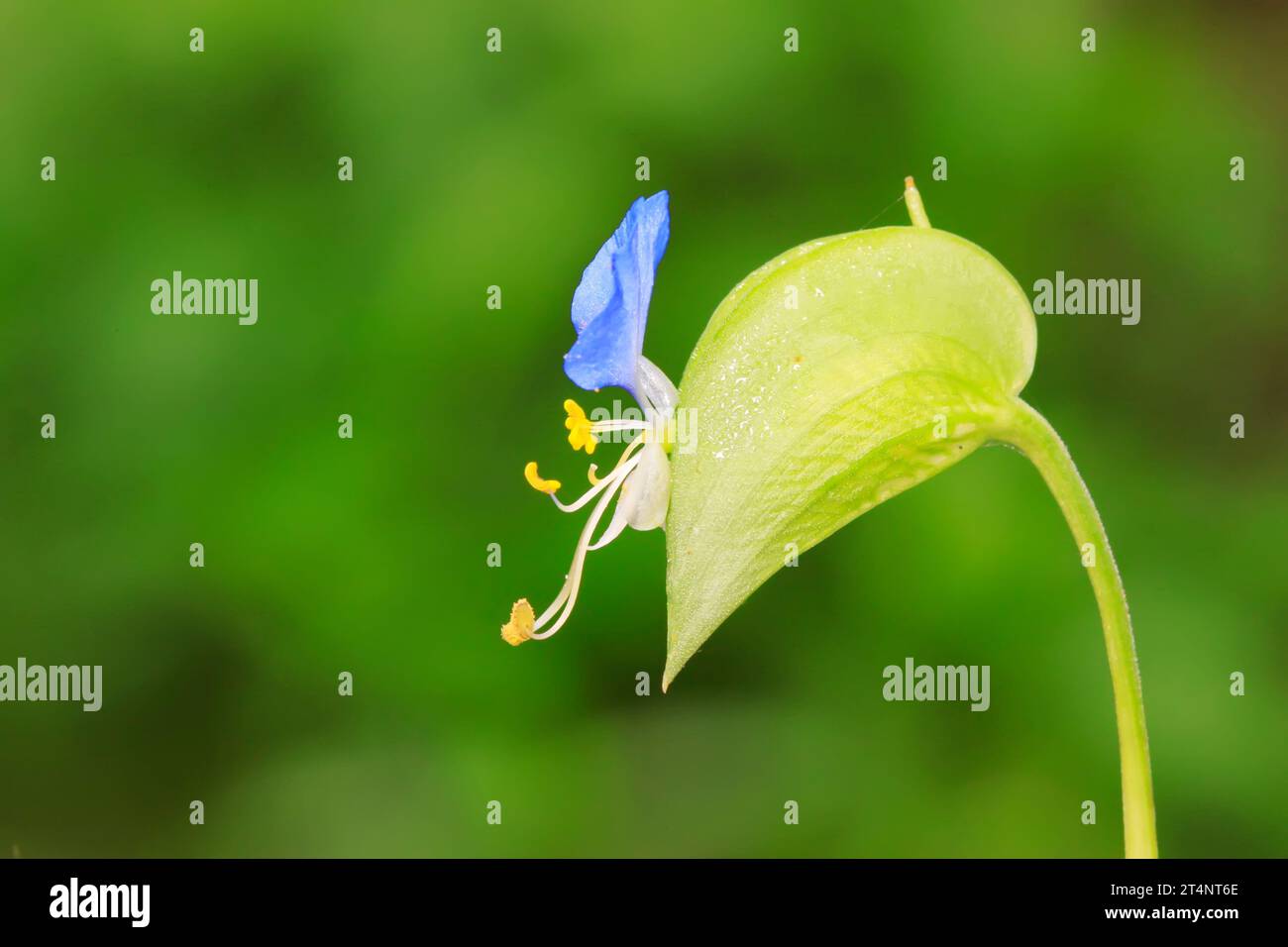 Fiore Commelina communis Foto Stock