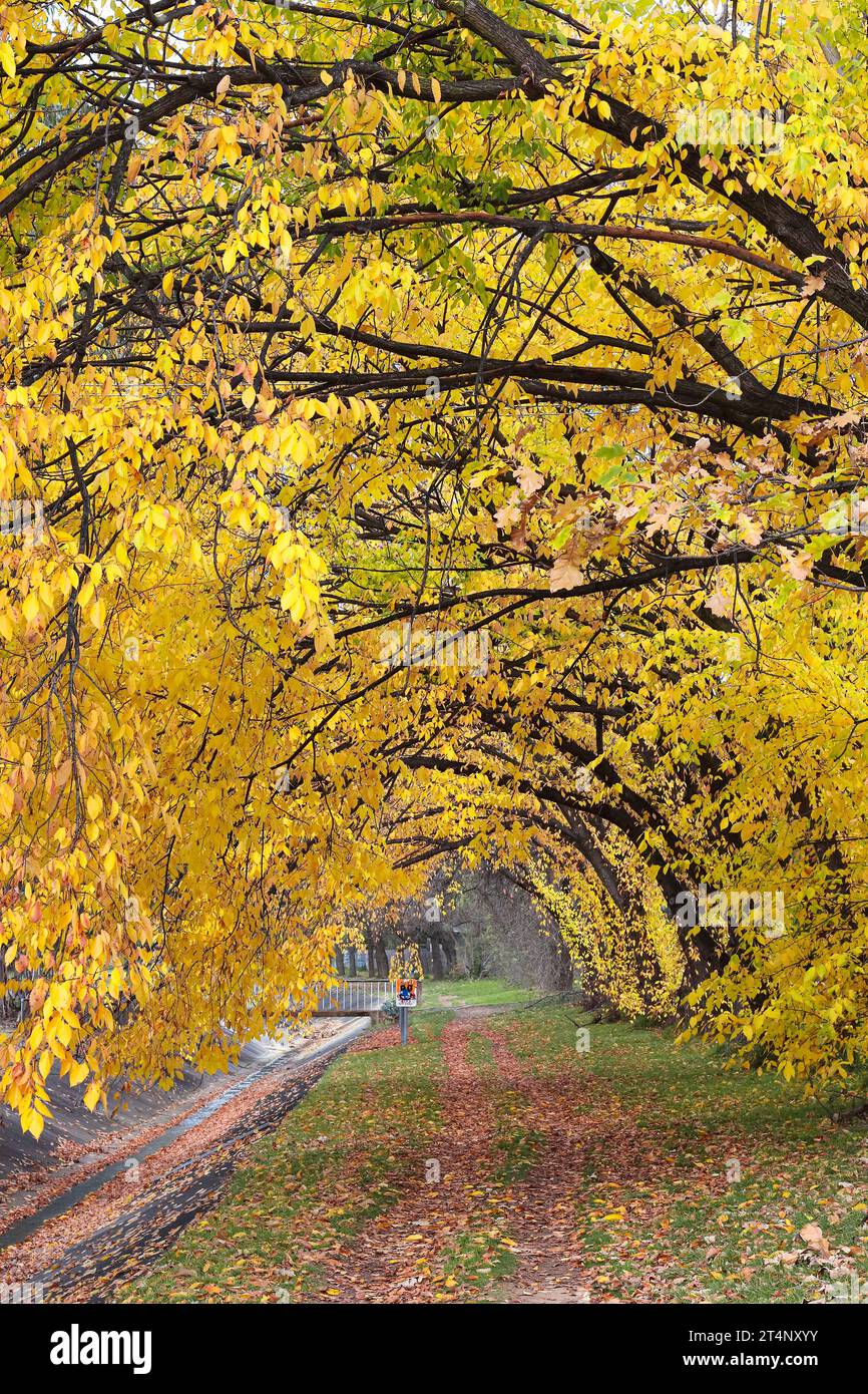Alberi gialli appesi su un sentiero in autunno Foto Stock