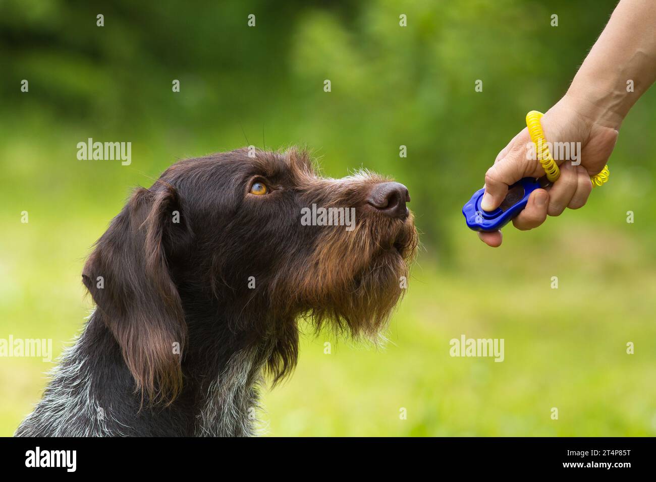 addestrare un giovane cane con un clic sullo sfondo verde Foto Stock