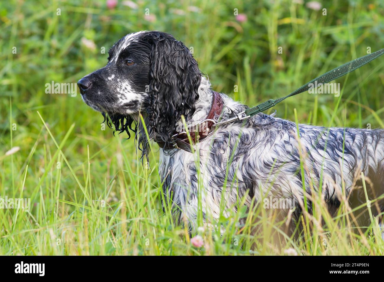 lo spaniel di cane da caccia bagnato si trova al guinzaglio nel boschetto dell'erba alta Foto Stock