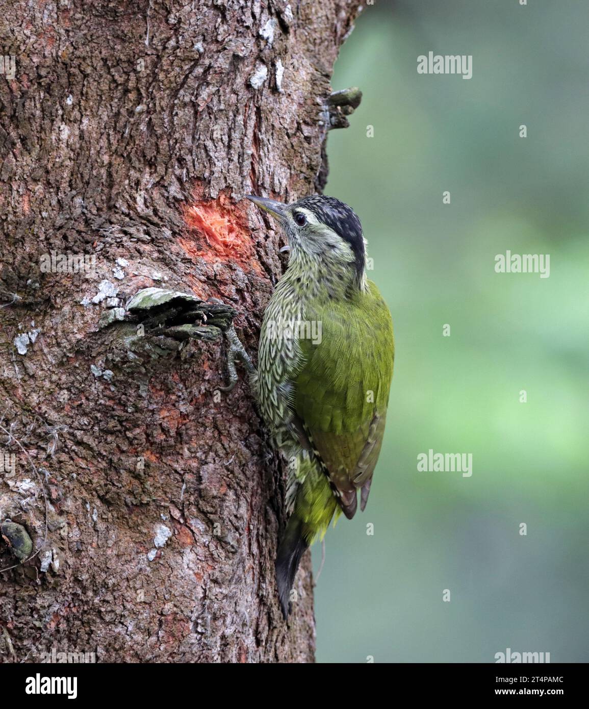 Il picchio dalla gola striata è una specie di picchio che si trova nel subcontinente indiano. Questa foto è stata scattata dal Bangladesh. Foto Stock