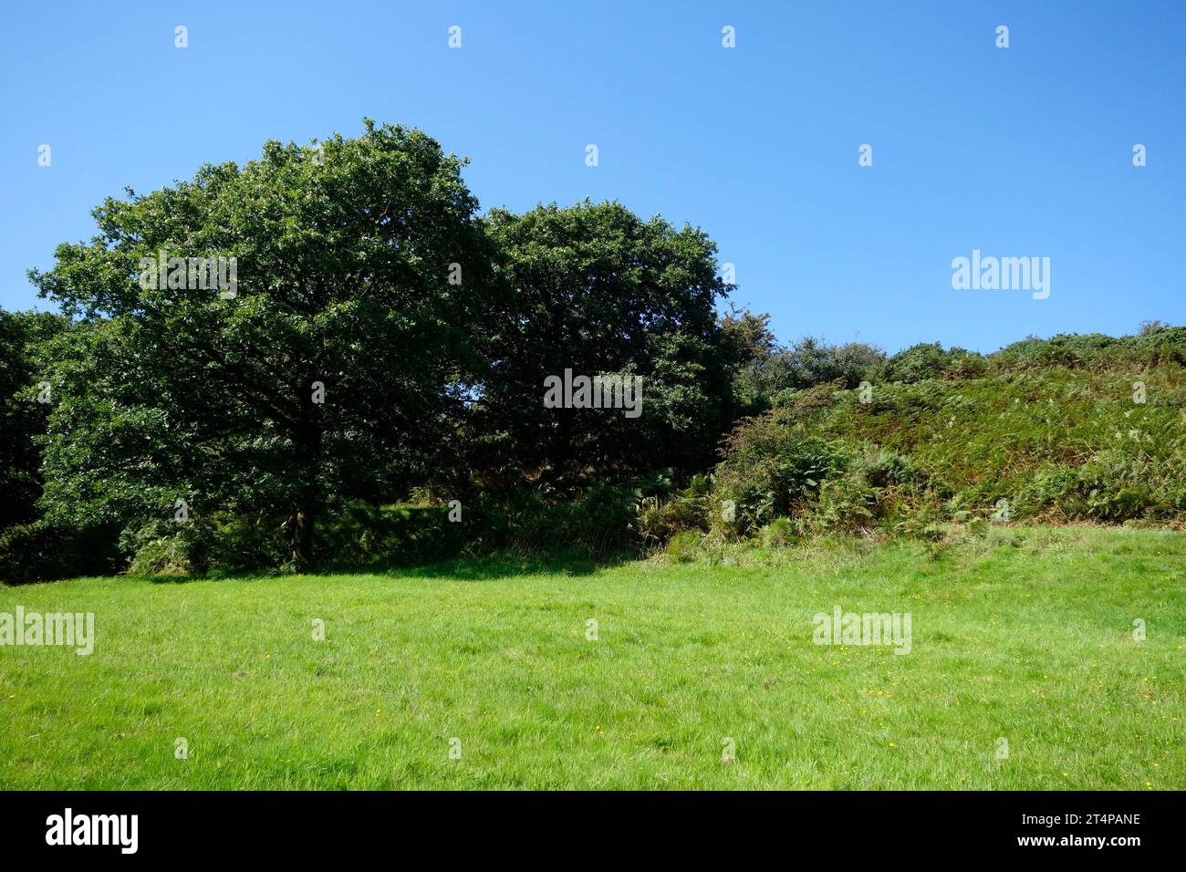 Myrtleberry South Iron Age Hill Fort, Exmoor National Park, Devon, Inghilterra, Regno Unito Foto Stock