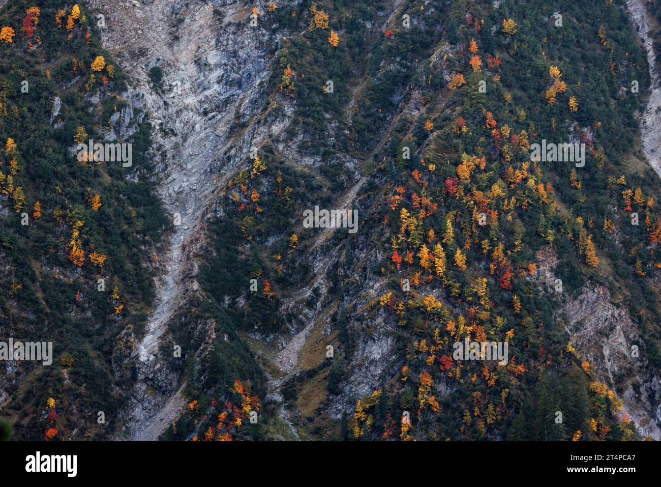 Foresta autunnale sulle pendici verso la Jonction a Chamonix Foto Stock