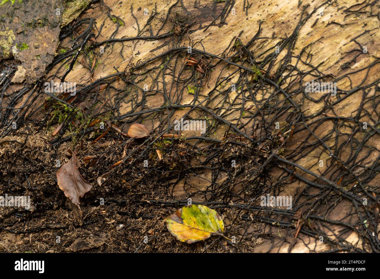 Fungo del miele: Armillaria mellea. "Bootlace" mycelium. Cornovaglia, Regno Unito Foto Stock