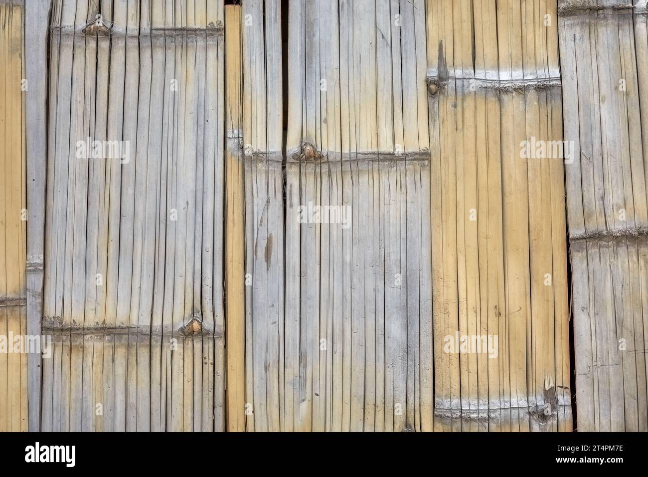 Foto ravvicinata della parete in moquette di bambù, sfondo naturale. Foto Stock