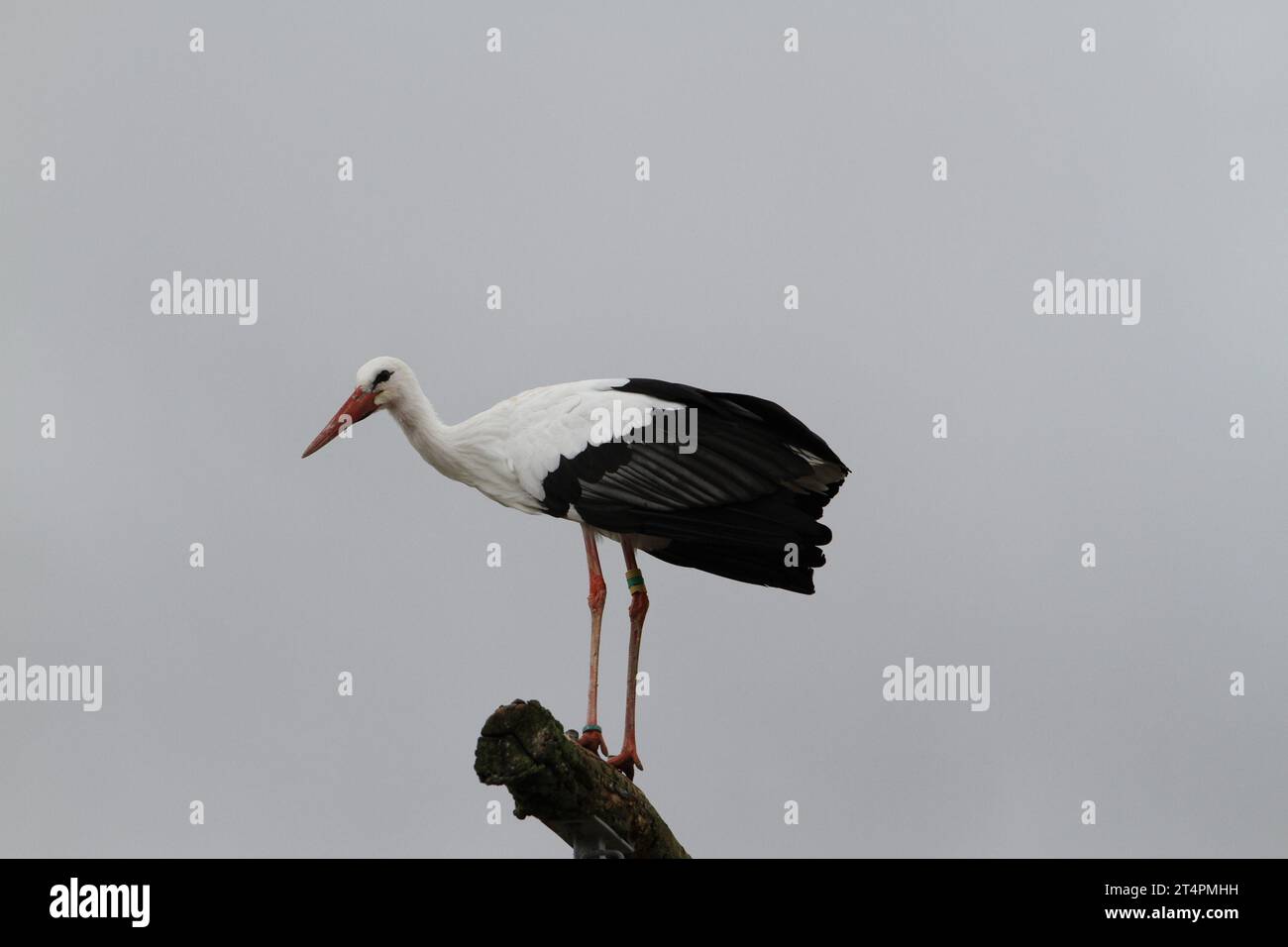 Allo zoo esterno di un giorno, spettacolo di uccelli cicogne che volano in volo nel cielo grigio azzurro del posatoio solo all'orizzonte di un ramo che infastidisce un avvoltoio Ciconia Foto Stock