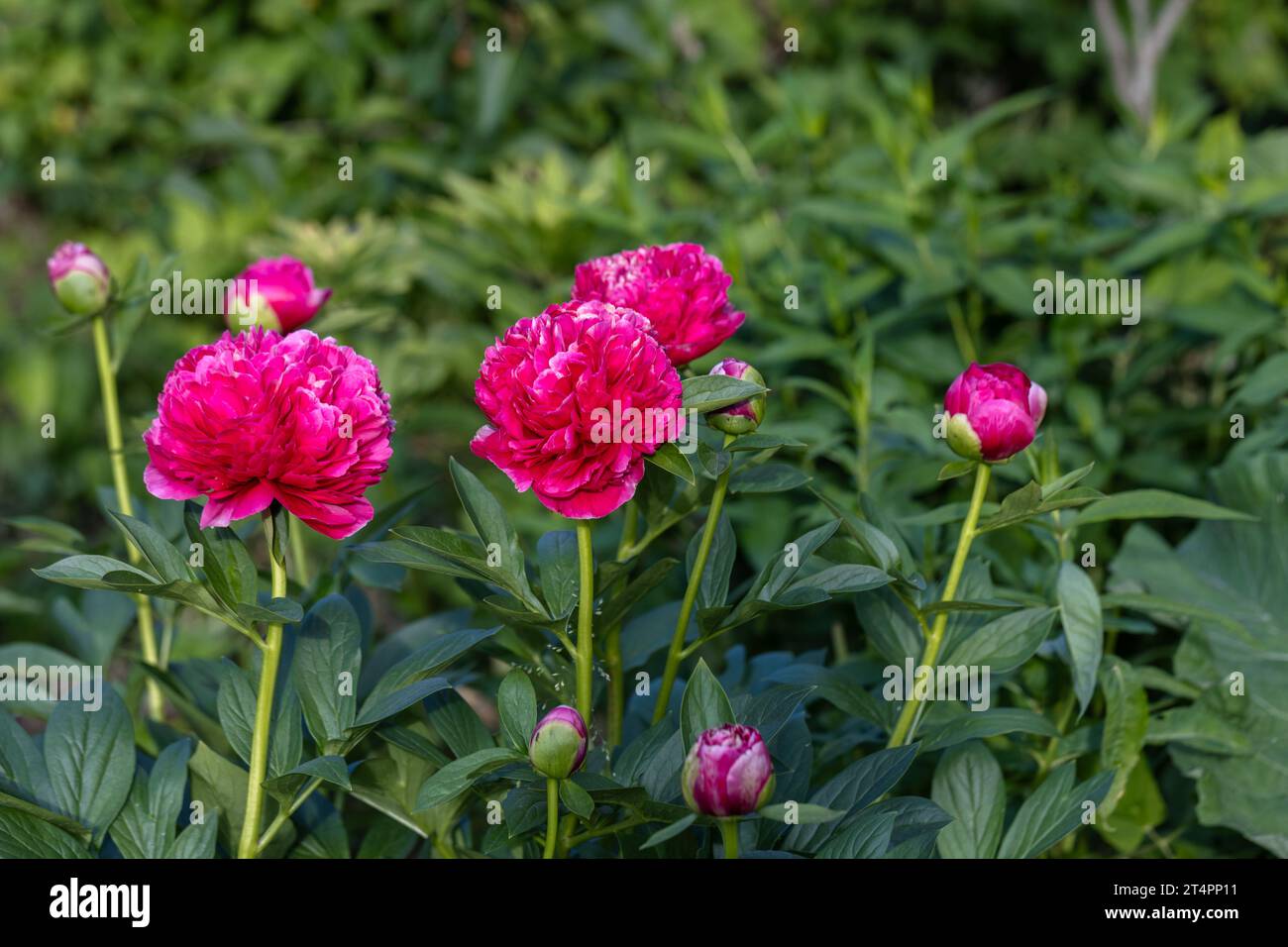 Fiore doppio peonia rosa profonda Mary Jo Legare, fioritura di paeonia lactiflora nel giardino estivo Foto Stock