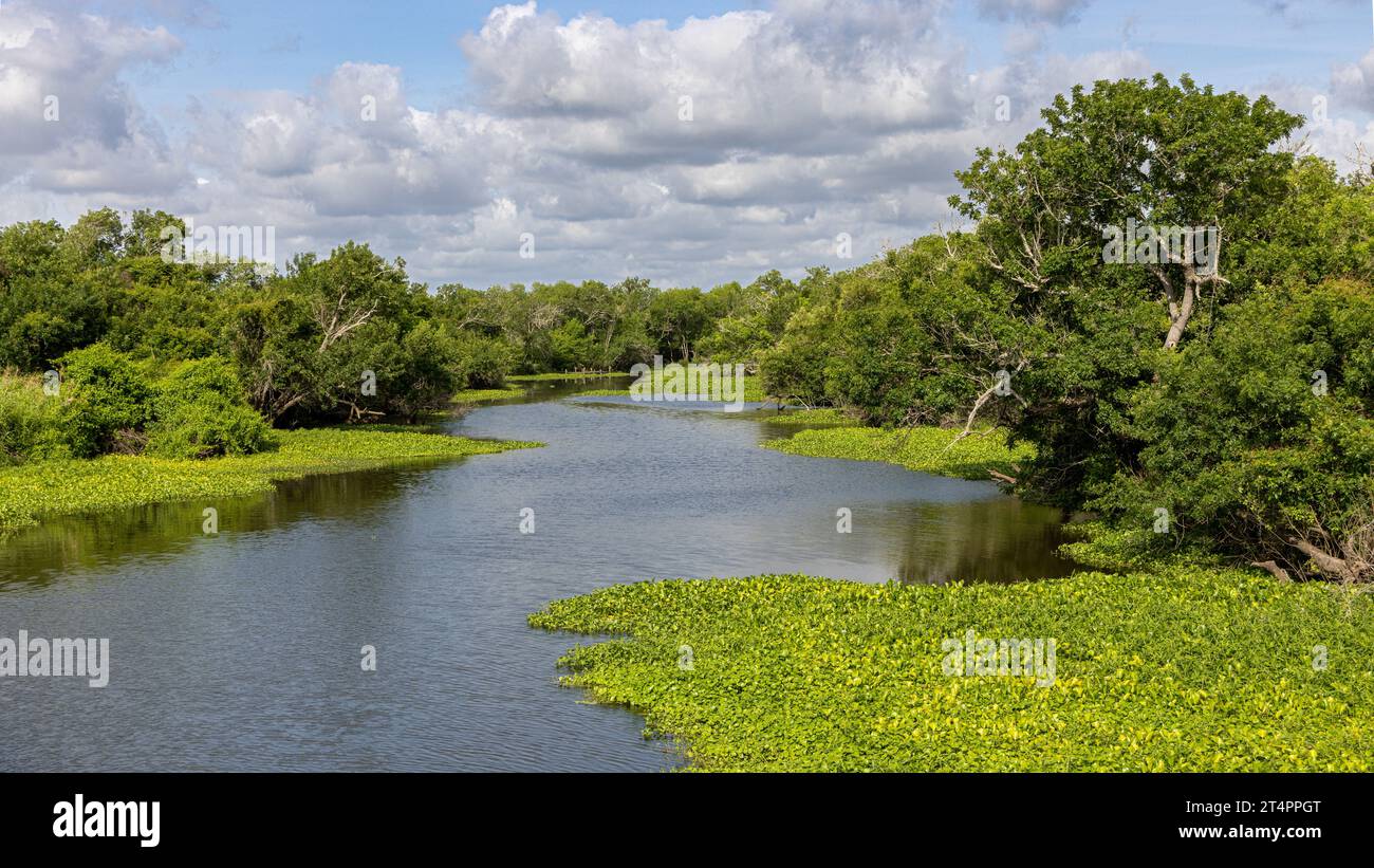 Una pittoresca scena di un grande fiume che scorre attraverso un paesaggio di lussureggiante vegetazione verde Foto Stock