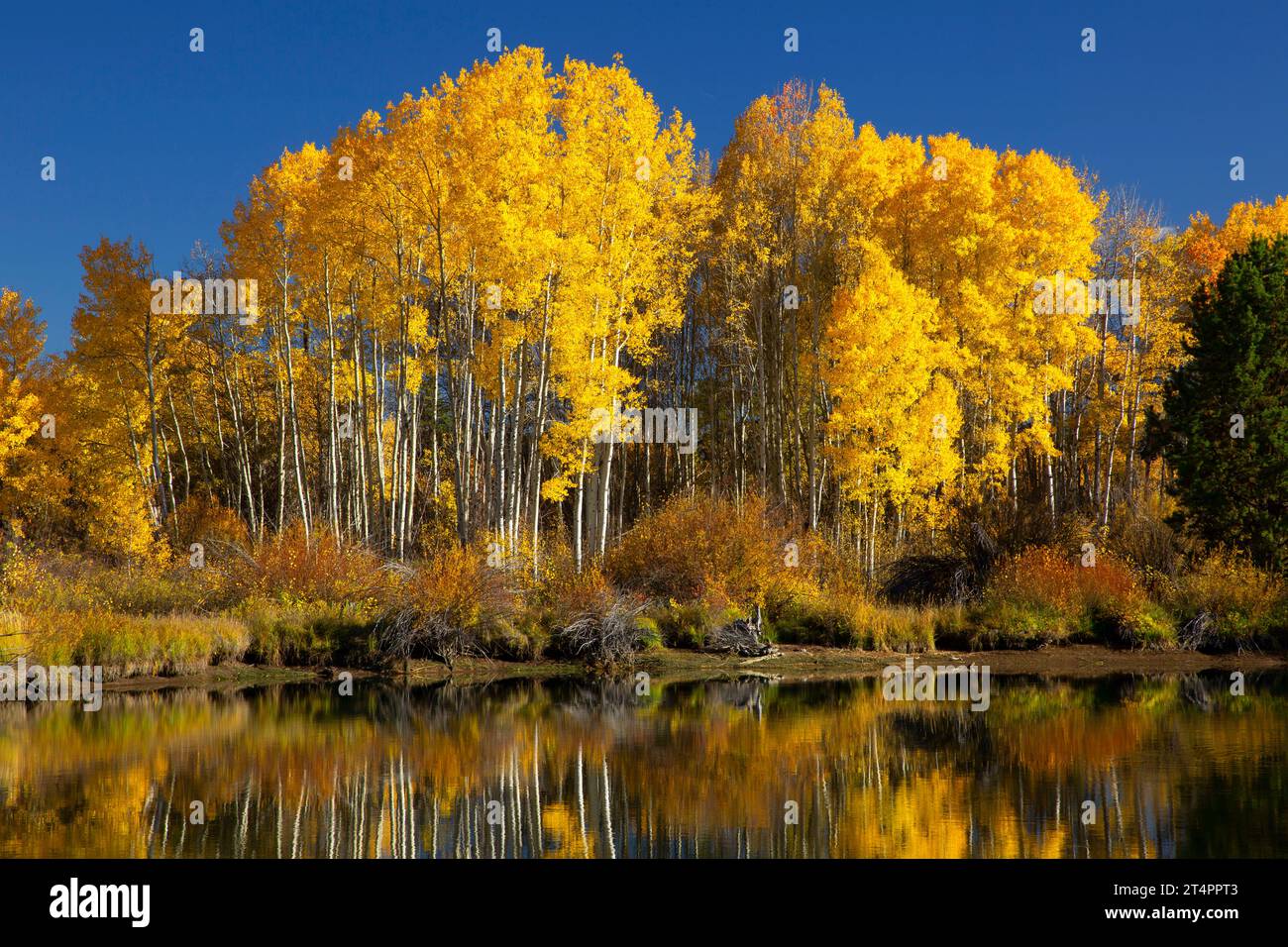 Quaking aspen (Populus tremuloides) lungo il Deschutes River Trail, Deschutes National Forest, Deschutes Wild e Scenic River, Oregon Foto Stock