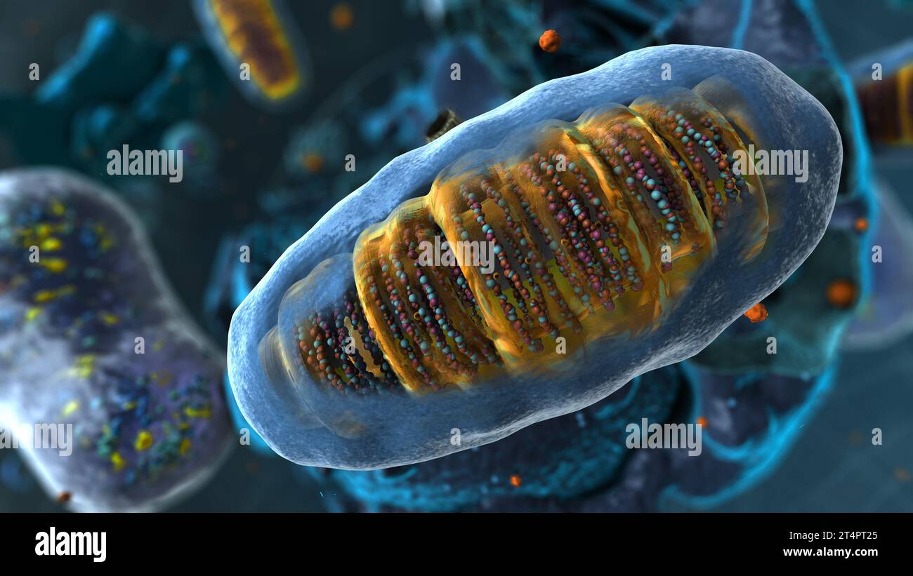 Organelle all'interno dell'eucariota, focalizzare su mitocondri - illustrazione 3d Foto Stock