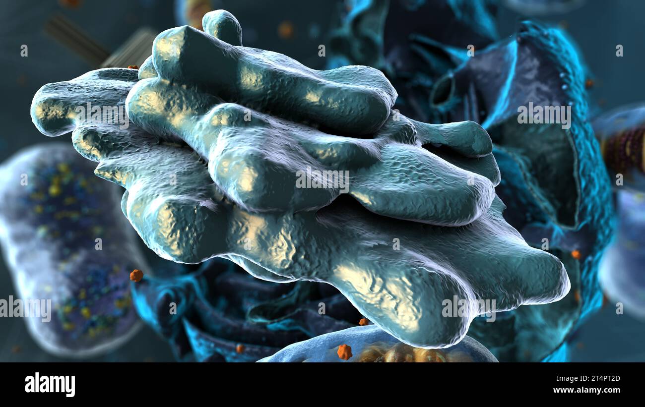 Organelle all'interno dell'eucariote, focalizzate sull'apparato golgi - illustrazione 3d Foto Stock