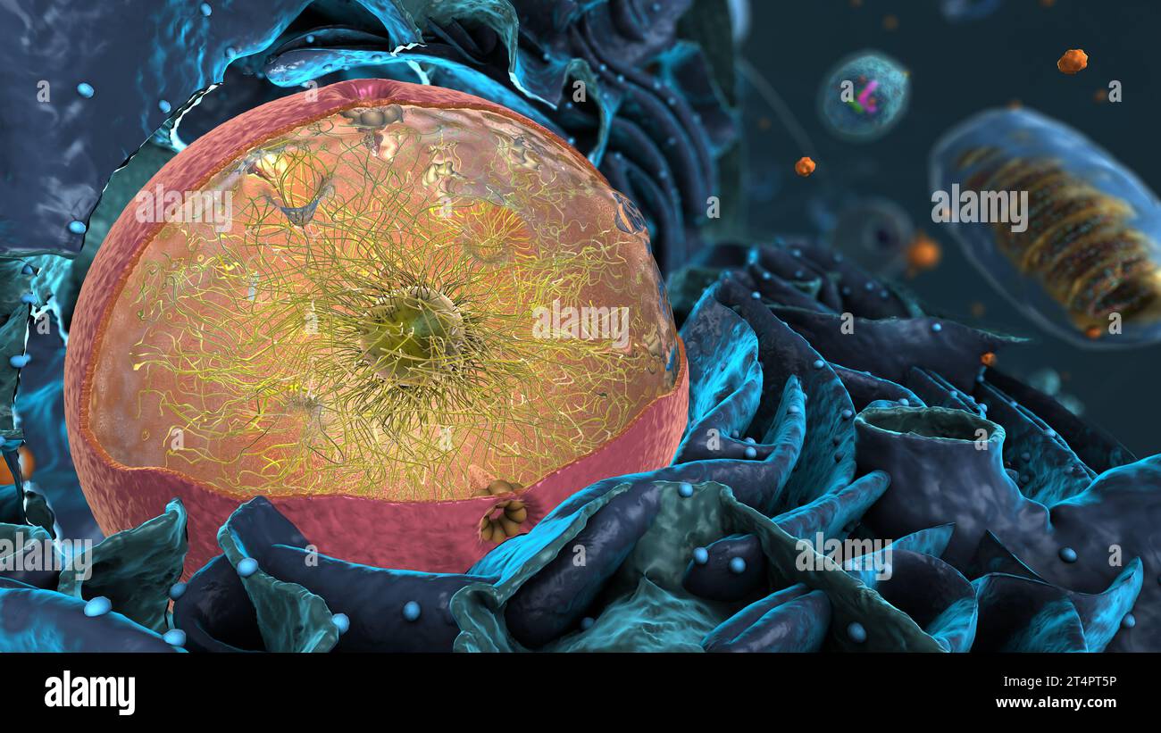 Organelle all'interno dell'eucariota, focalizzate su nucleo - illustrazione 3d Foto Stock